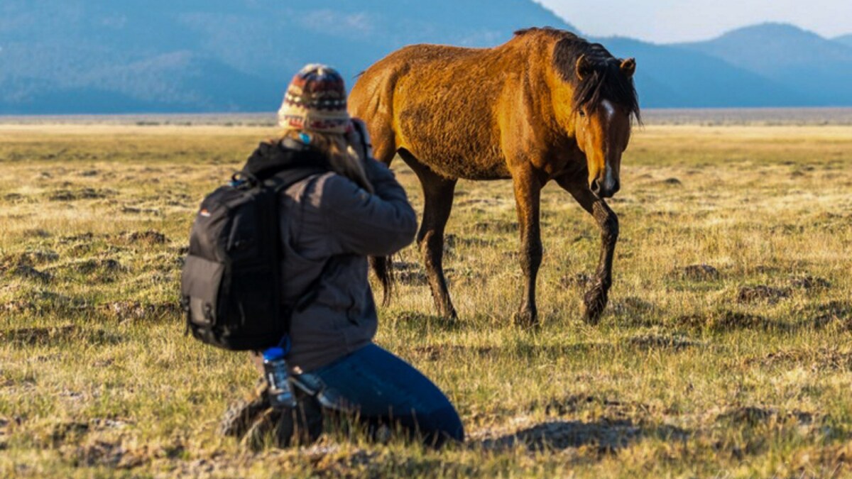 Wild Mustangs of the Adobe Valley 2027
