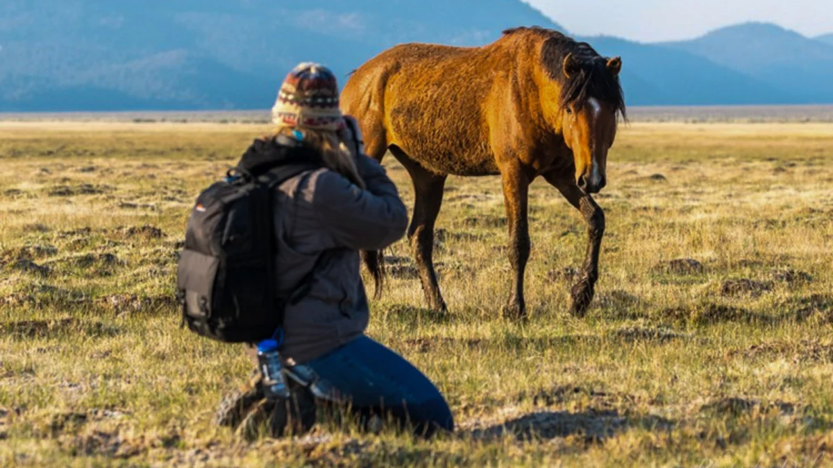 Wild Mustangs of the Adobe Valley 2027