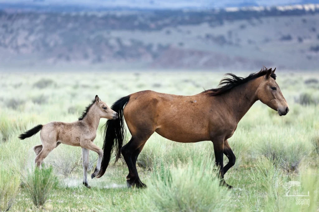 From a past Art of Seeing Wild Mustangs of the Adobe Valley workshop