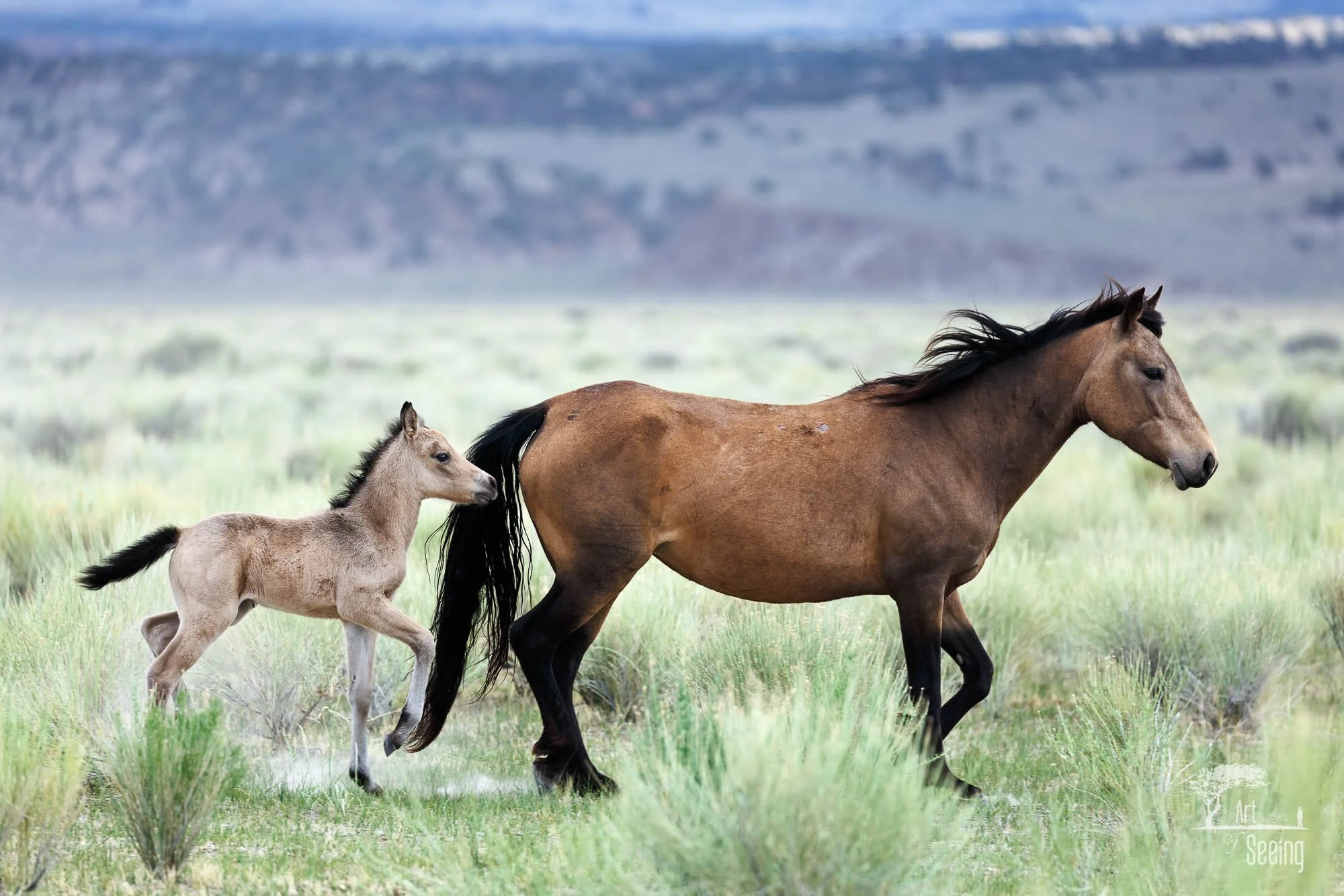 A wild mustang mare and foal running through sagebrush, Adobe Valley