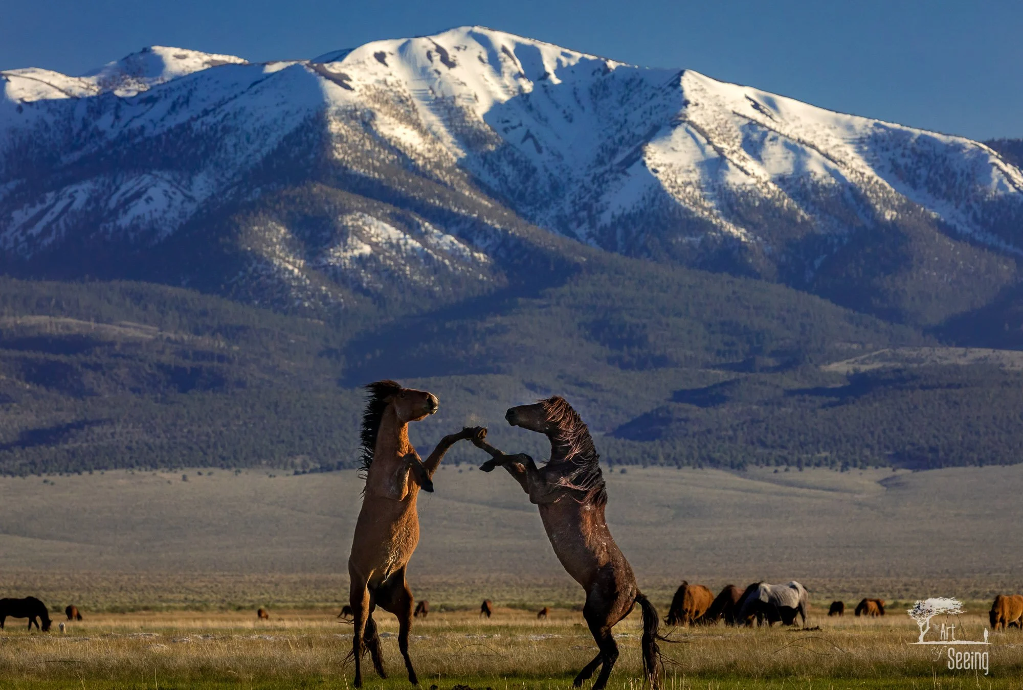 Two wild stallions sparring below snow-capped mountains, Adobe Valley, California