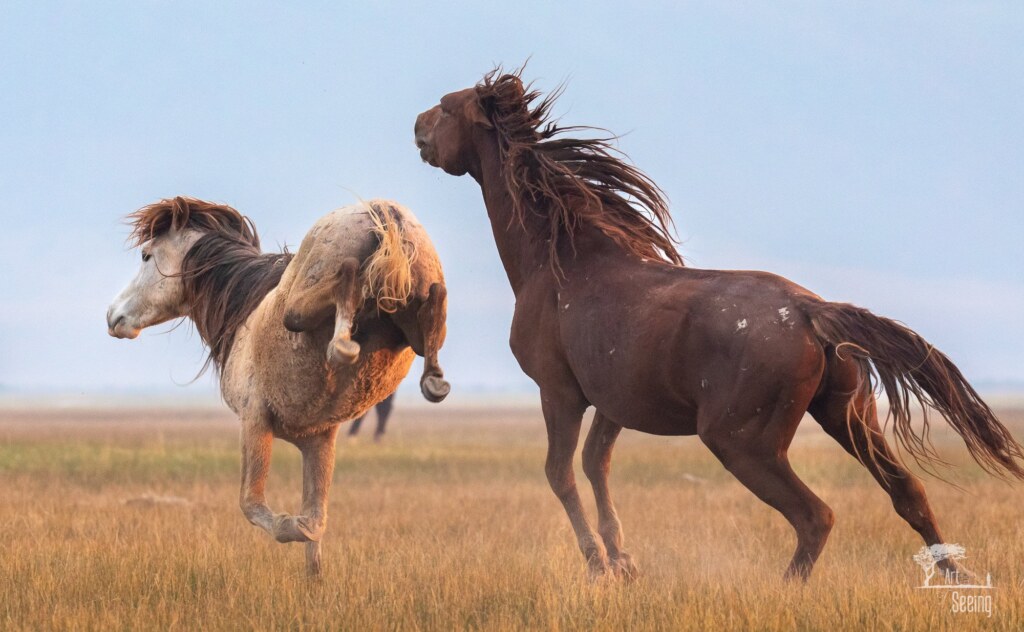 From a past Art of Seeing Wild Mustangs of the Adobe Valley workshop