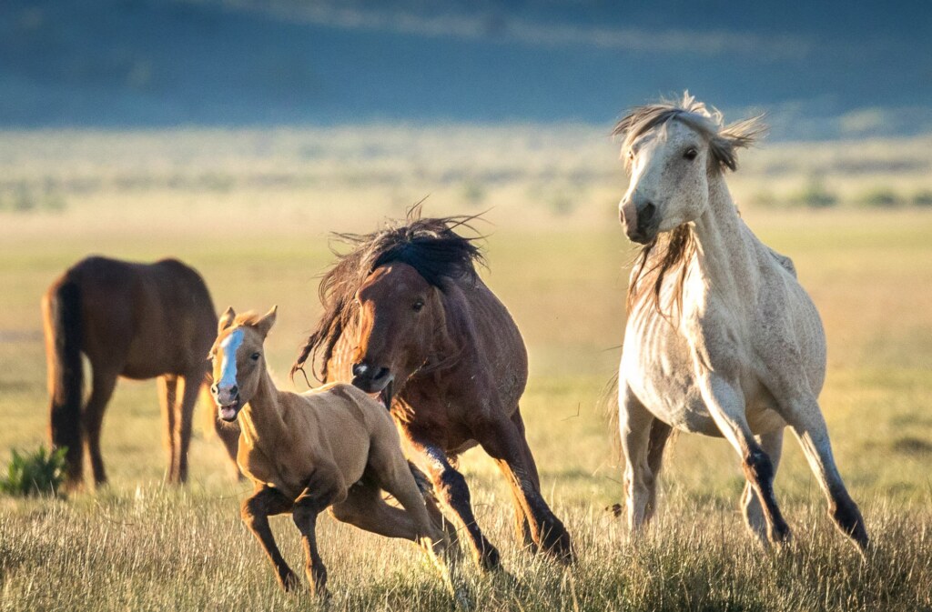 From a past Art of Seeing Wild Mustangs of the Adobe Valley workshop