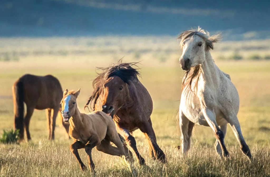 From a past Art of Seeing Wild Mustangs of the Adobe Valley workshop
