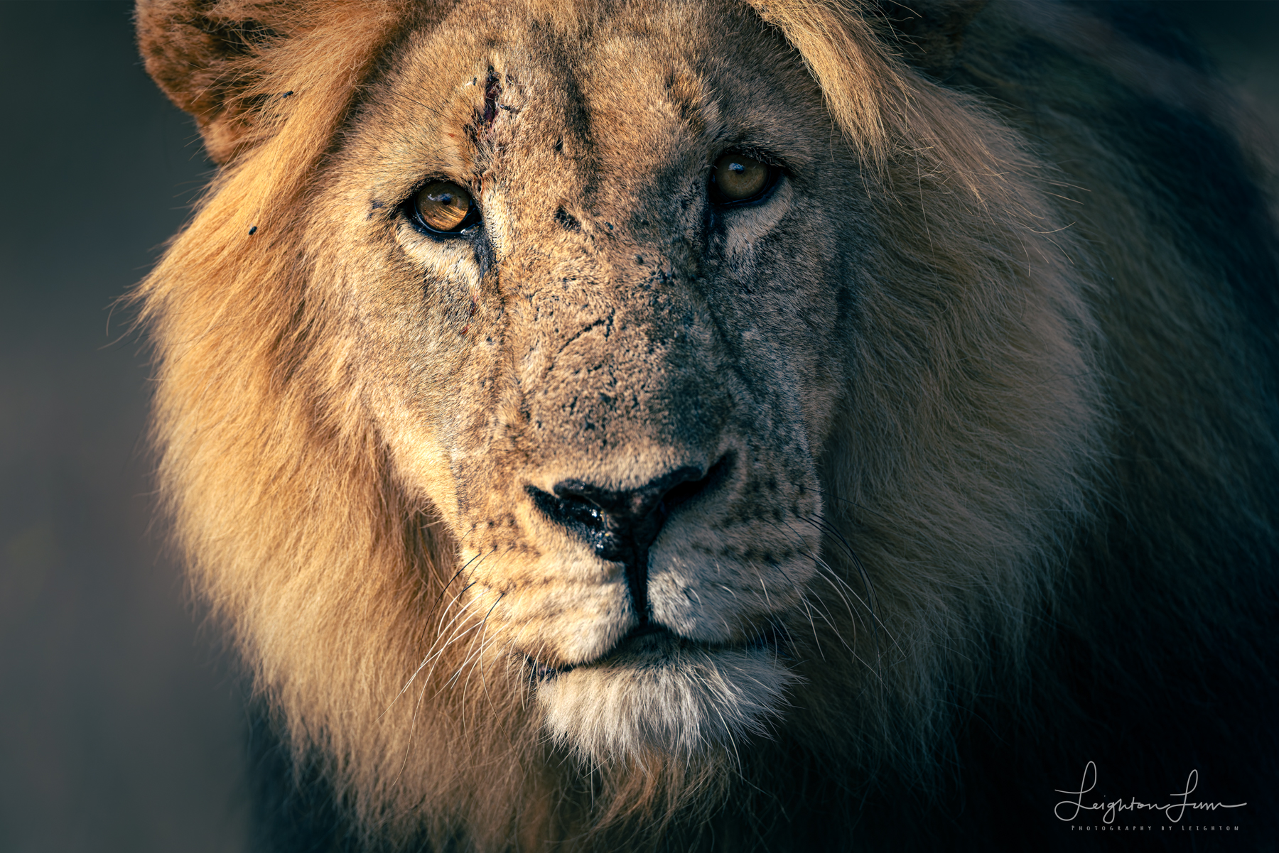 Close portrait of a male lion, Namibia wildlife photography