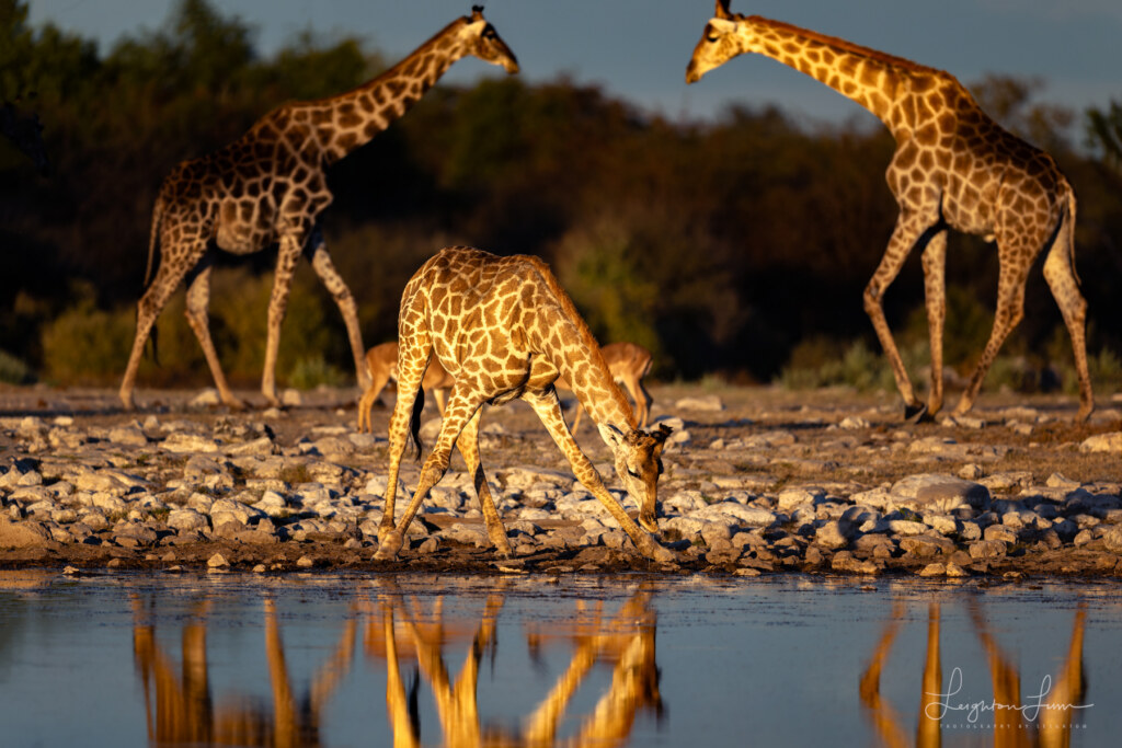 From the 2026 Art of Seeing Namibia scouting mission