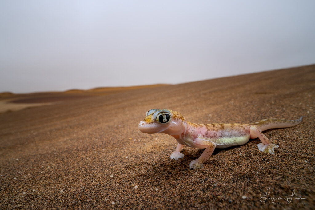 From the 2026 Art of Seeing Namibia scouting mission