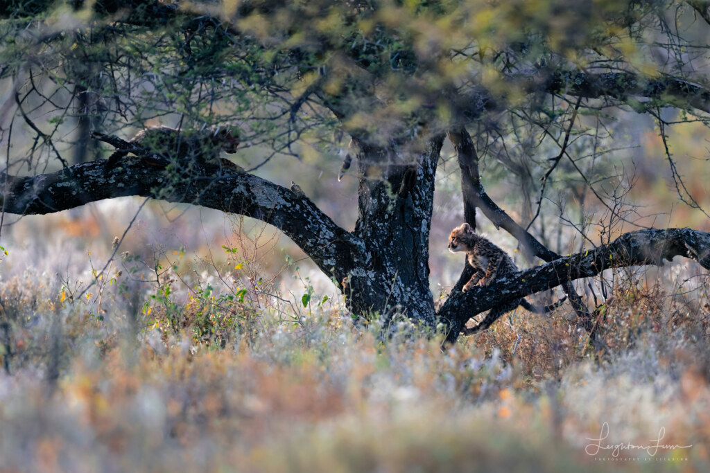 From the 2026 Art of Seeing Namibia scouting mission