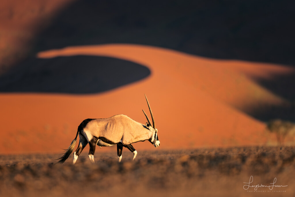 From the 2026 Art of Seeing Namibia scouting mission