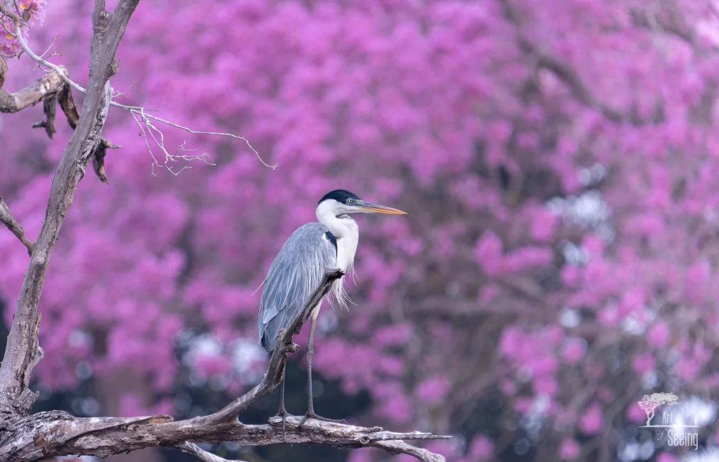 From a past Art of Seeing Pantanal photography adventure