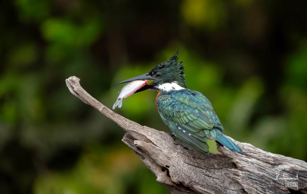 From a past Art of Seeing Pantanal photography adventure