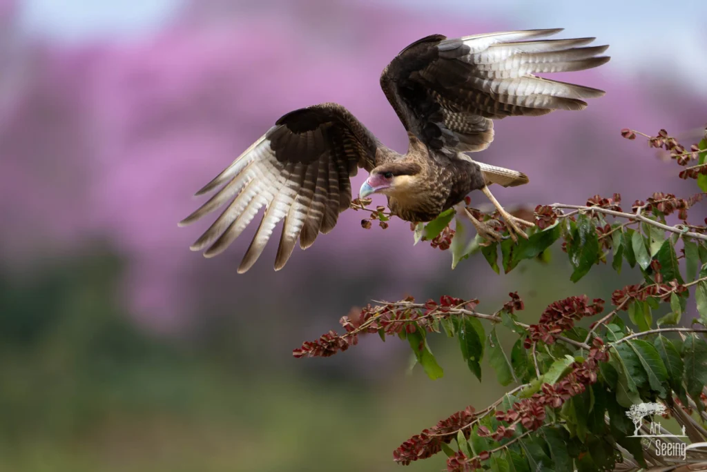 From a past Art of Seeing Pantanal photography adventure