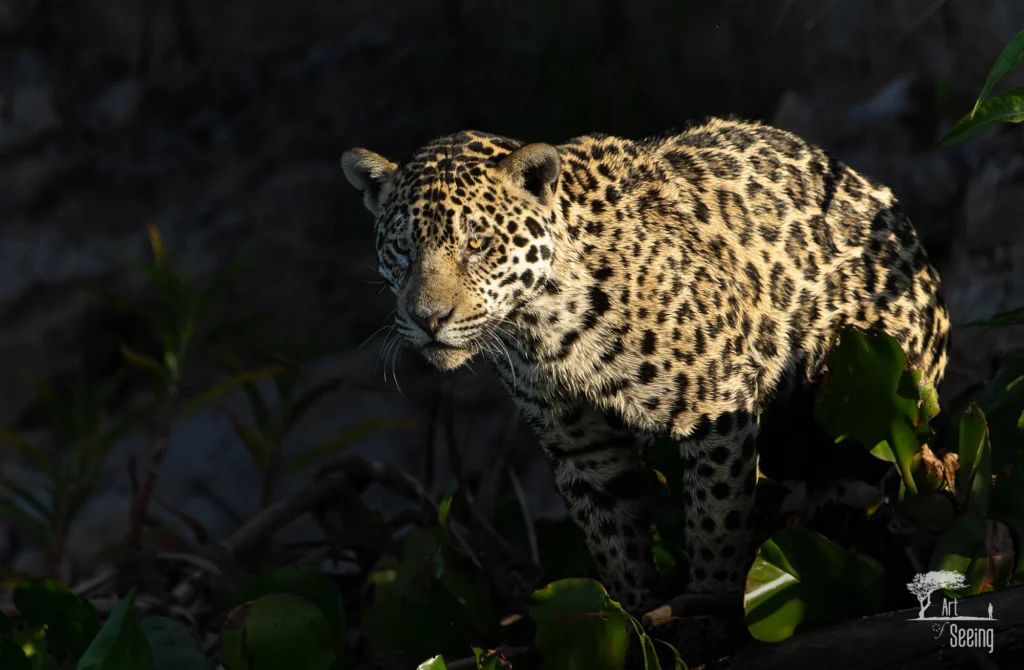 From a past Art of Seeing Pantanal photography adventure