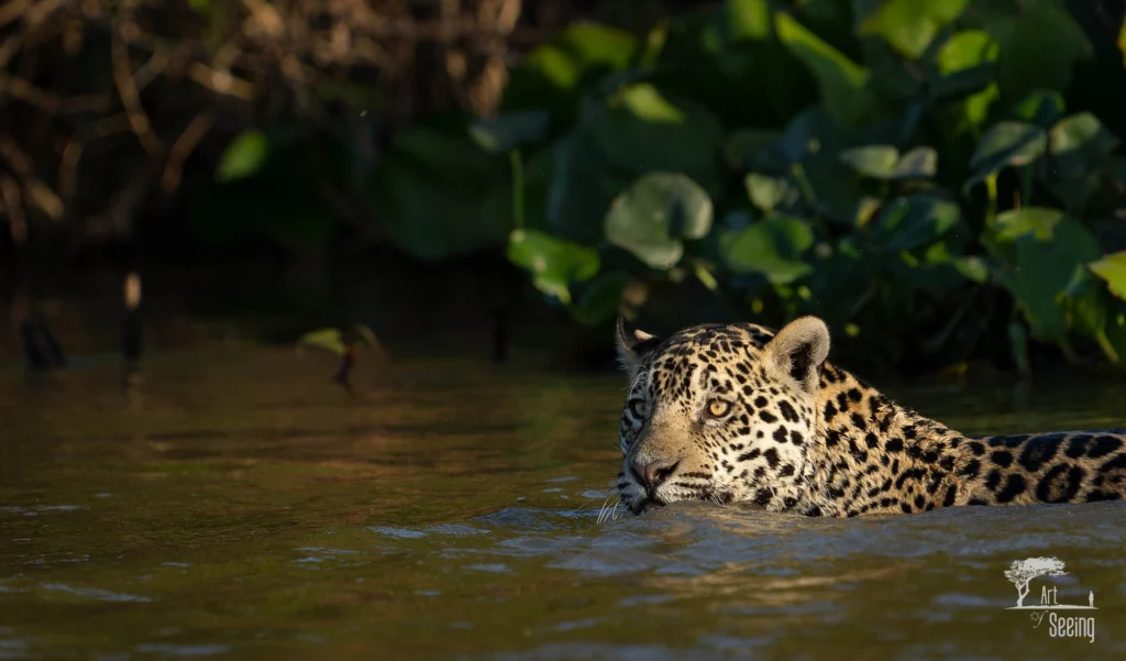 From a past Art of Seeing Pantanal photography adventure