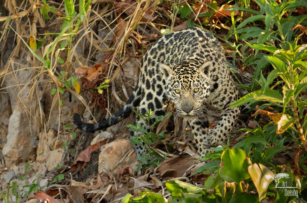 From a past Art of Seeing Pantanal photography adventure