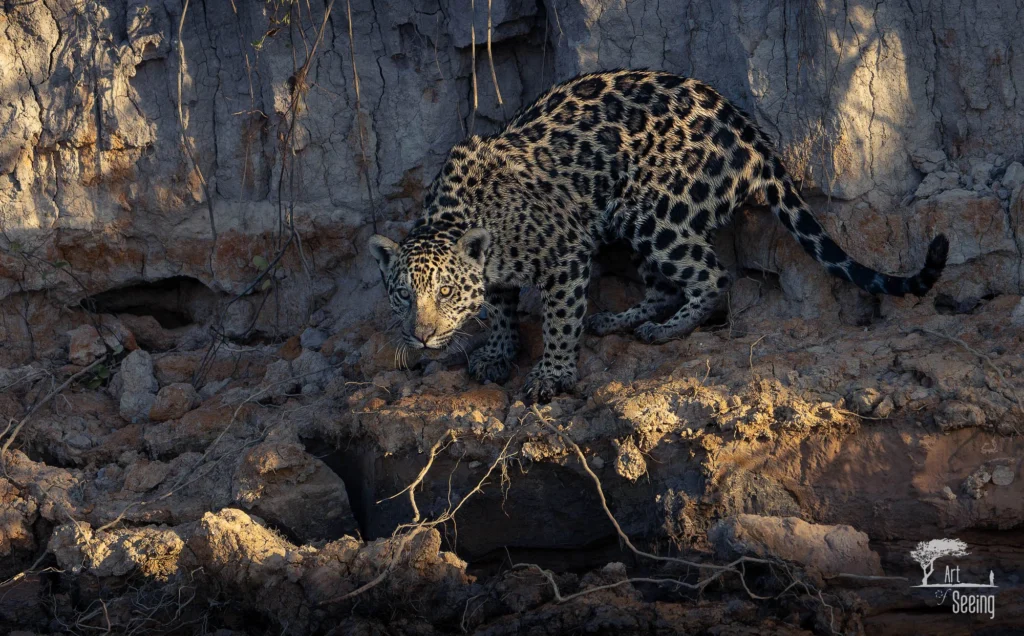 From a past Art of Seeing Pantanal photography adventure