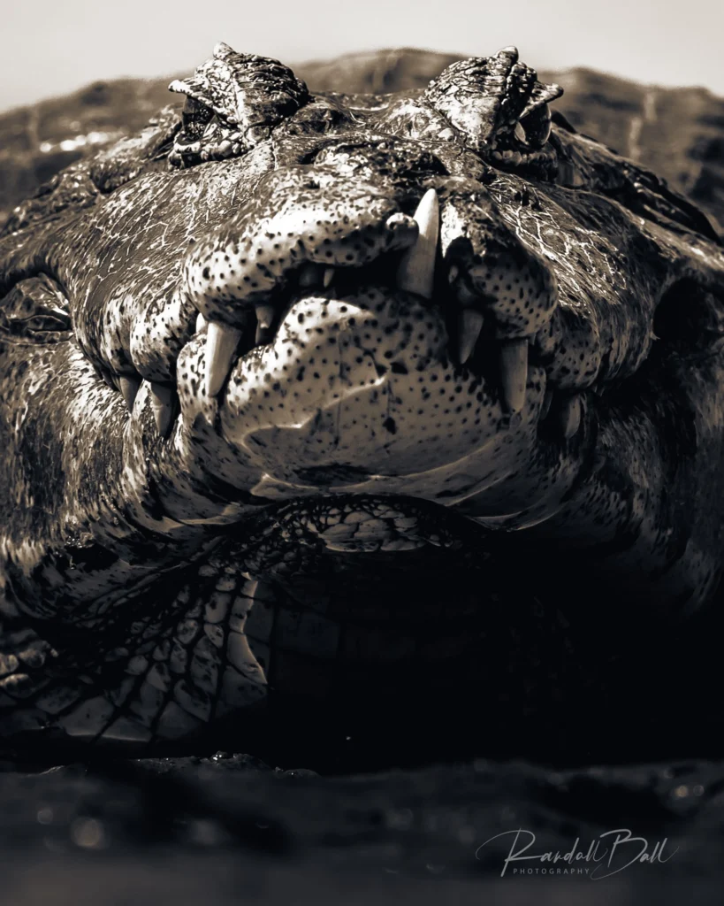 From a past Art of Seeing Pantanal photography adventure