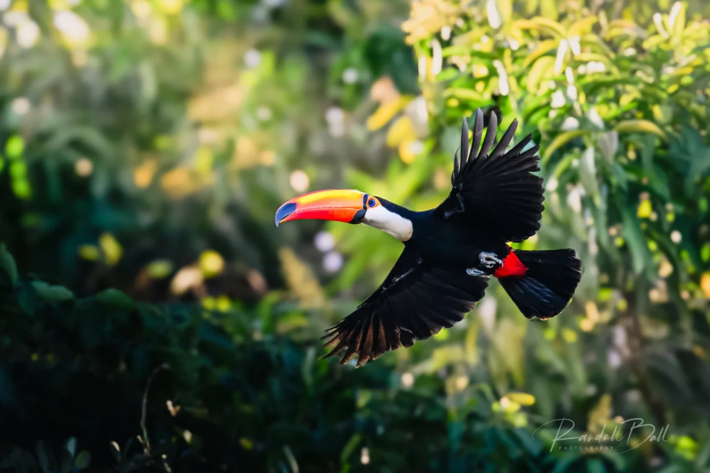 From a past Art of Seeing Pantanal photography adventure