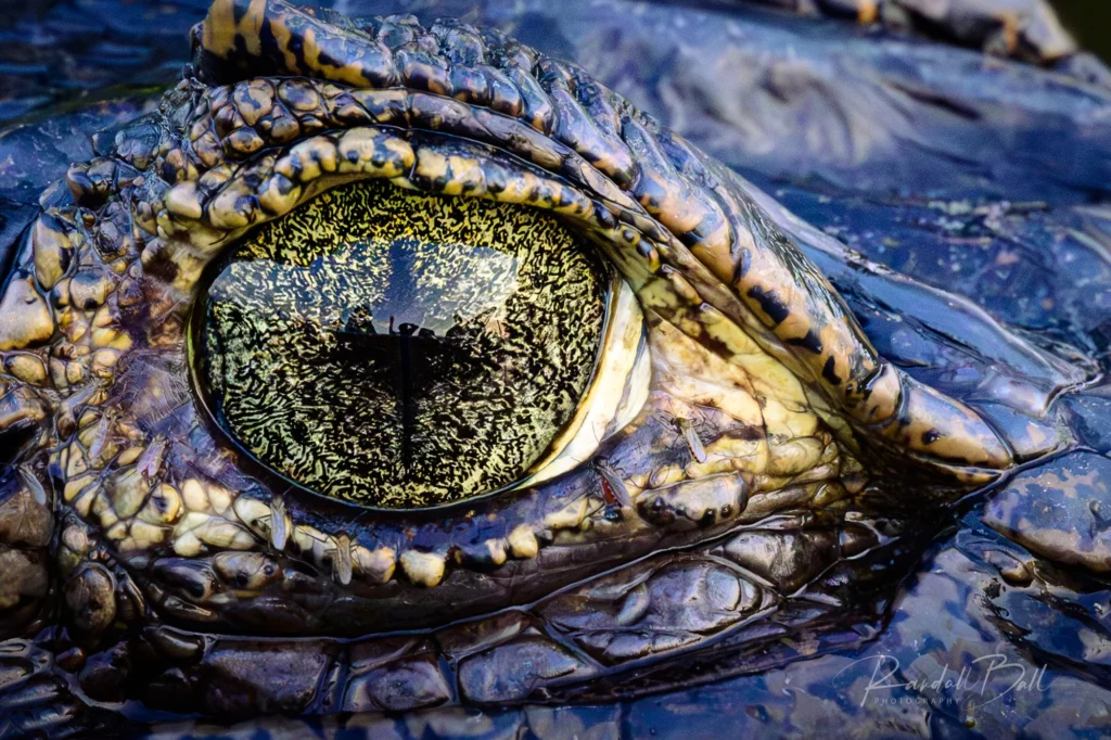 From a past Art of Seeing Pantanal photography adventure