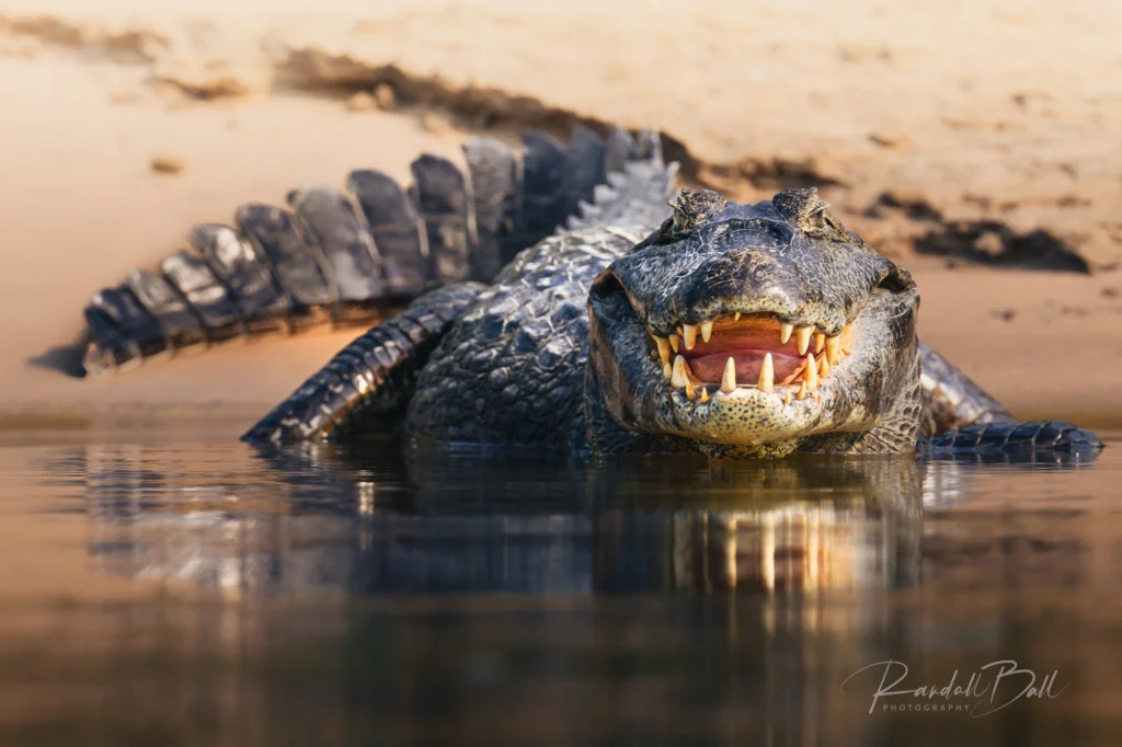 From a past Art of Seeing Pantanal photography adventure