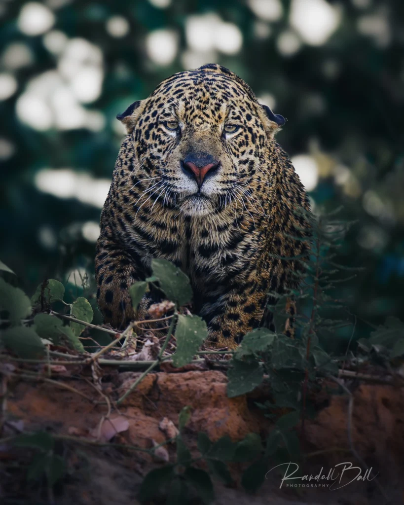 From a past Art of Seeing Pantanal photography adventure