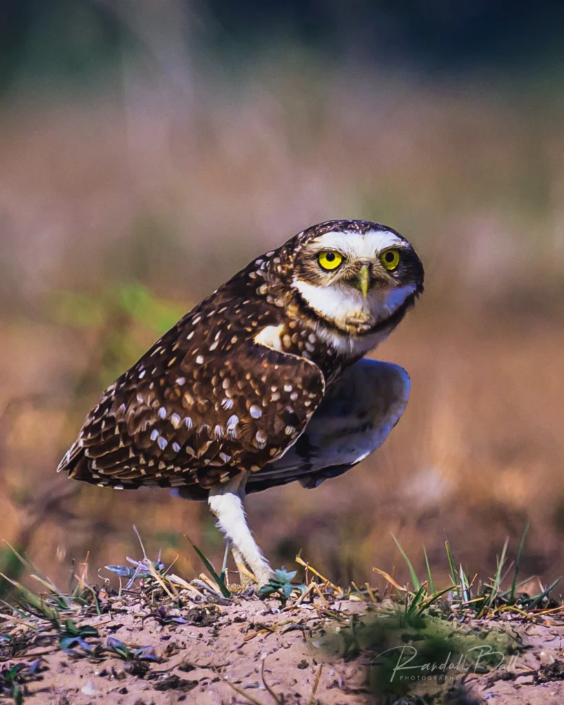 From a past Art of Seeing Pantanal photography adventure