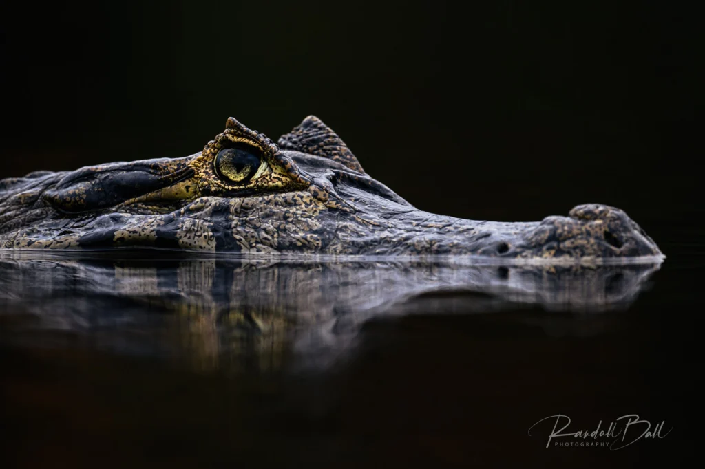 From a past Art of Seeing Pantanal photography adventure
