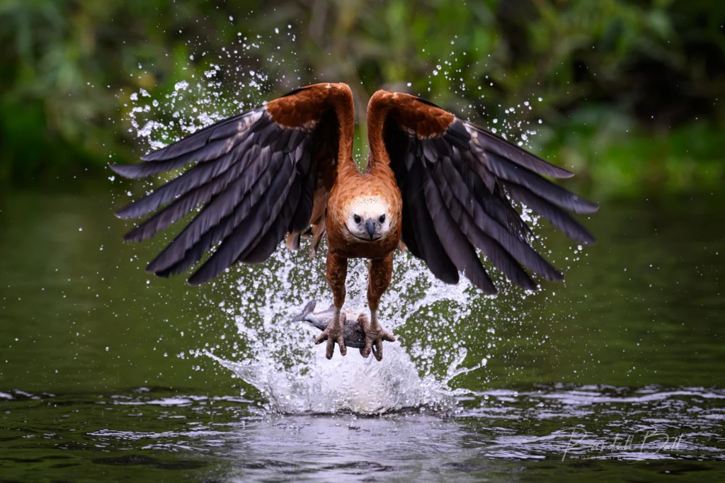From a past Art of Seeing Pantanal photography adventure