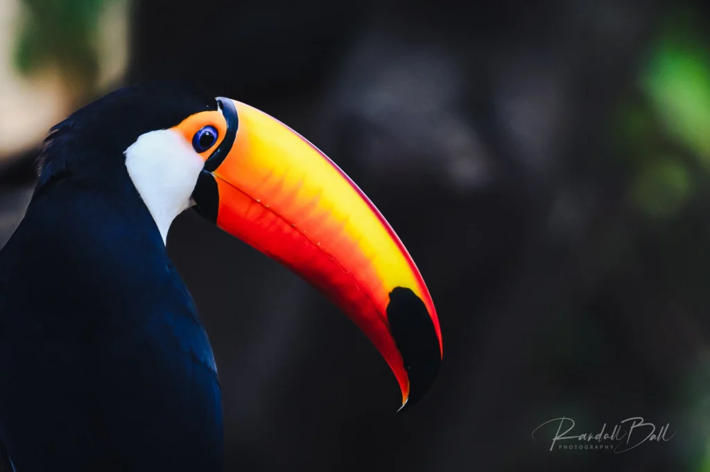 From a past Art of Seeing Pantanal photography adventure