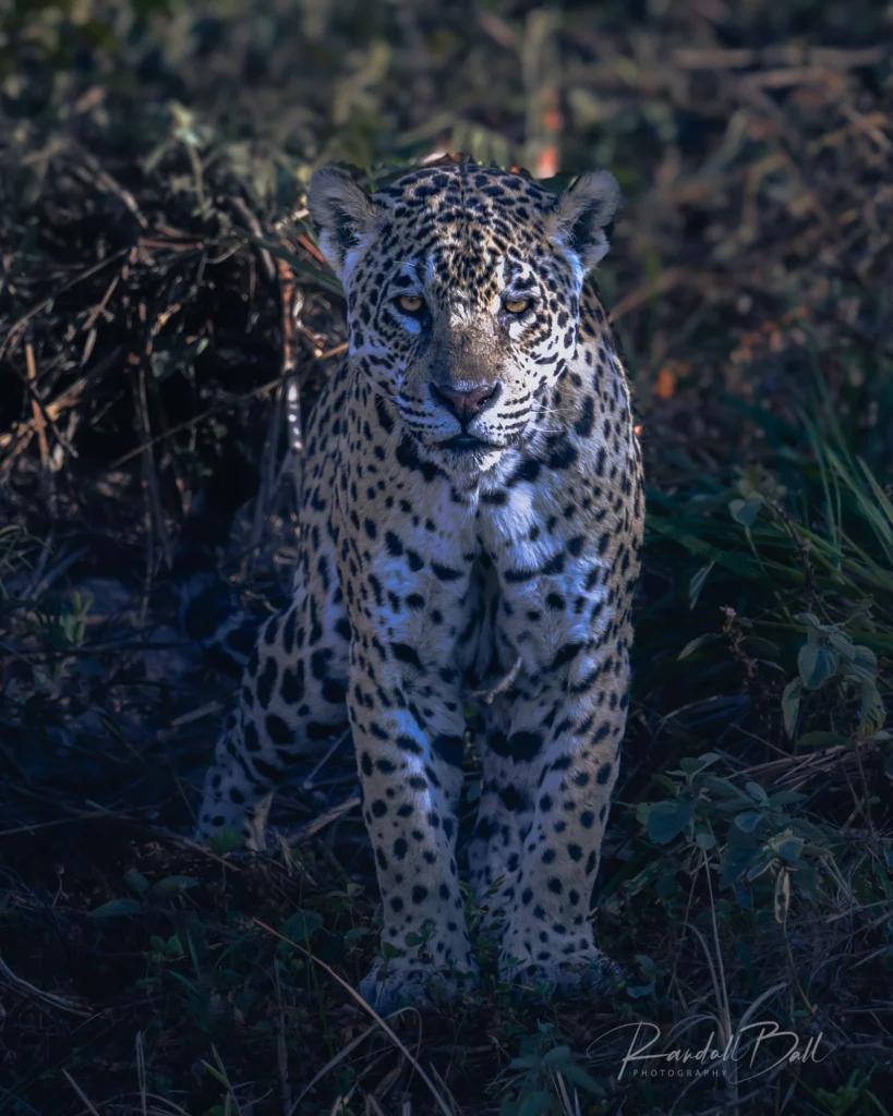 From a past Art of Seeing Pantanal photography adventure