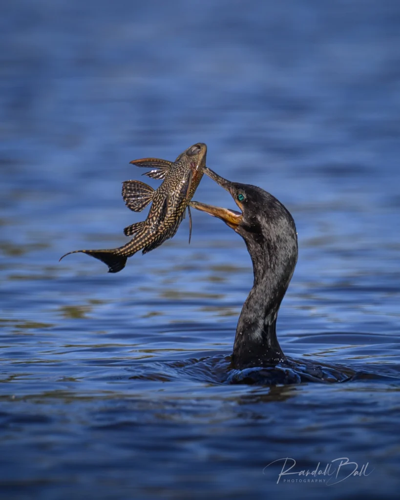From a past Art of Seeing Pantanal photography adventure