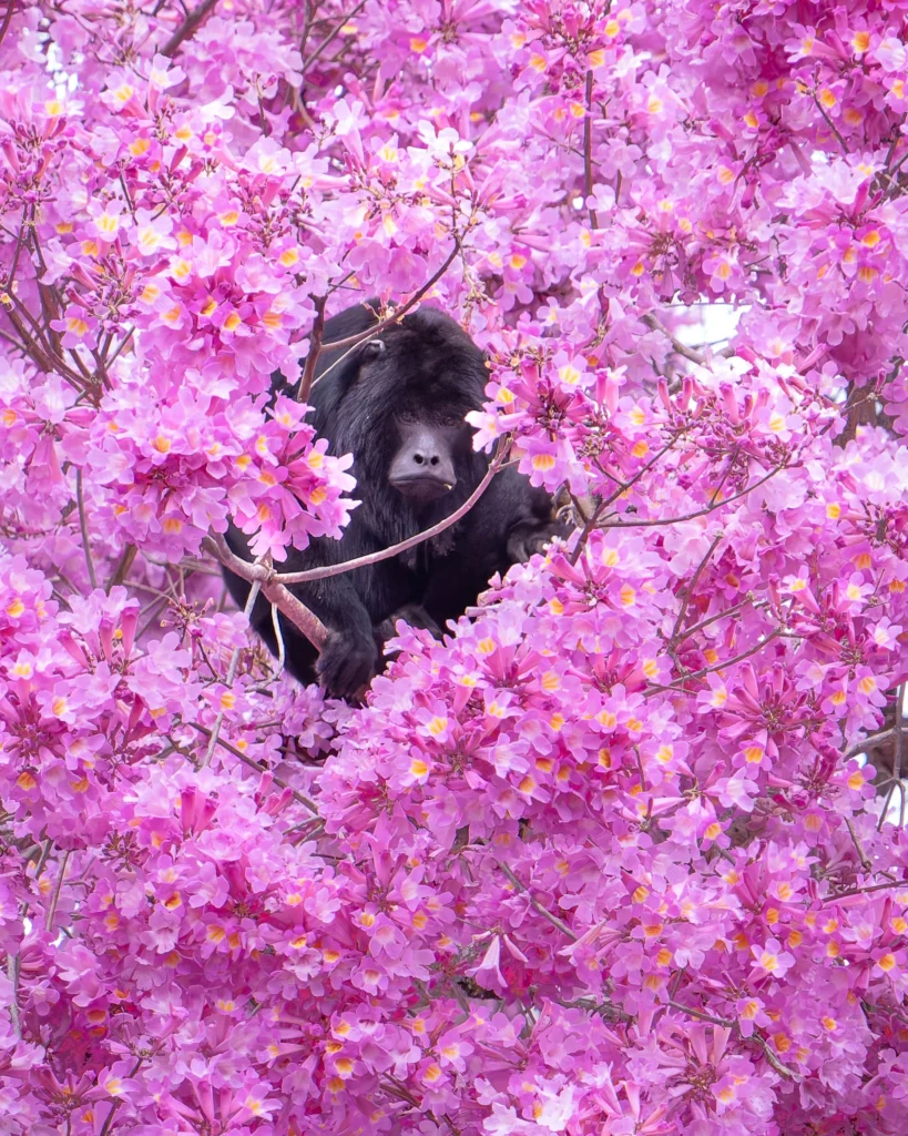 From a past Art of Seeing Pantanal photography adventure