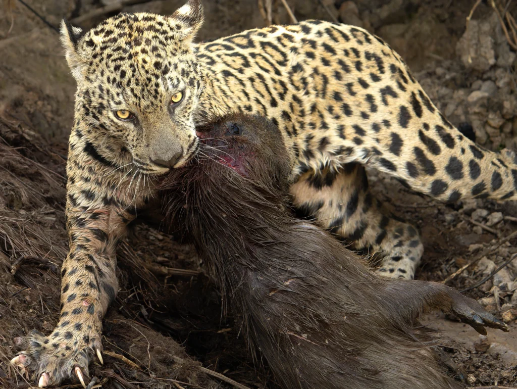 From a past Art of Seeing Pantanal photography adventure