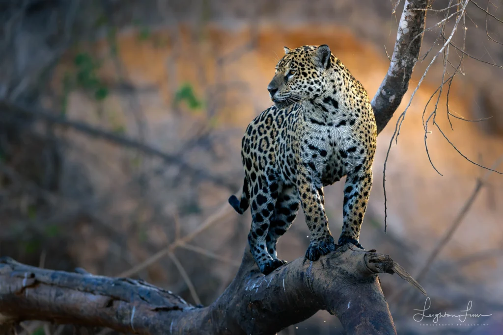 From a past Art of Seeing Pantanal photography adventure