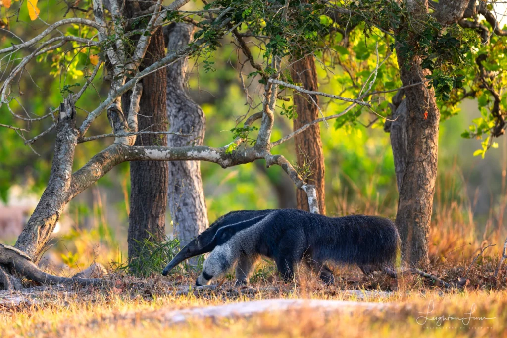 From a past Art of Seeing Pantanal photography adventure