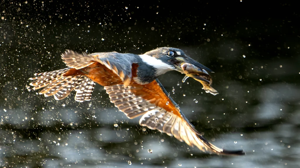 From a past Art of Seeing Pantanal photography adventure