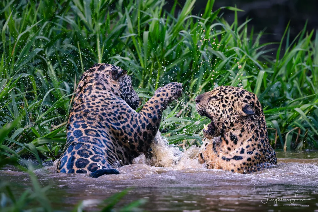 From a past Art of Seeing Pantanal photography adventure