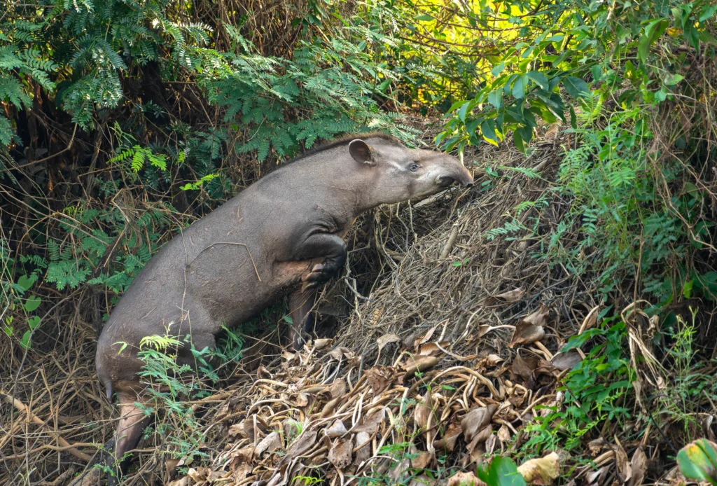 From a past Art of Seeing Pantanal photography adventure