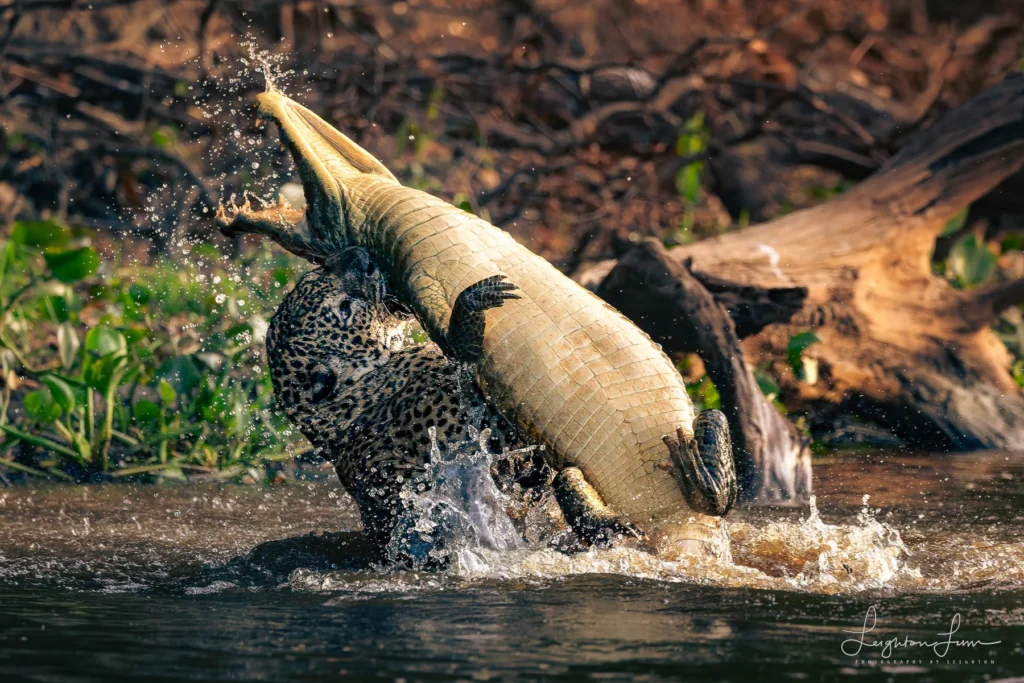 From a past Art of Seeing Pantanal photography adventure