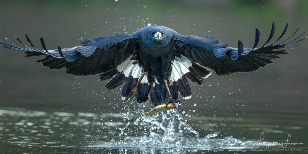 From a past Art of Seeing Pantanal photography adventure
