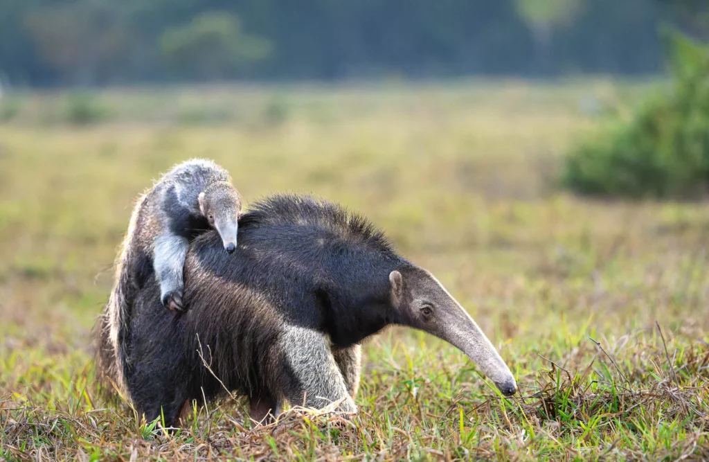 From a past Art of Seeing Pantanal photography adventure