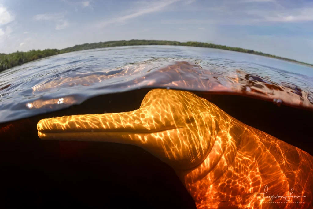 From a past Art of Seeing Pantanal photography adventure