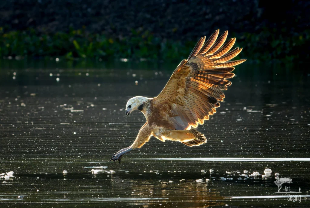 From a past Art of Seeing Pantanal photography adventure