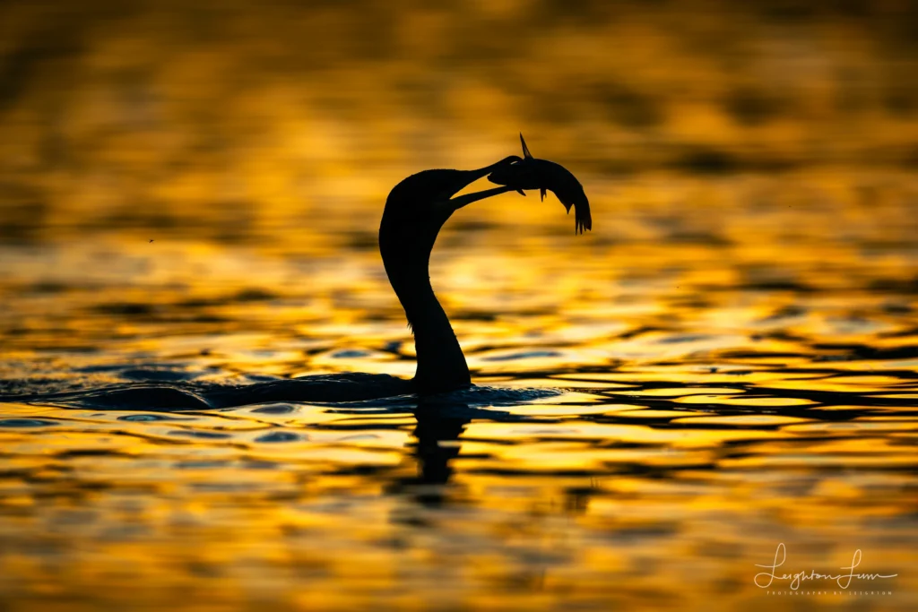 From a past Art of Seeing Pantanal photography adventure