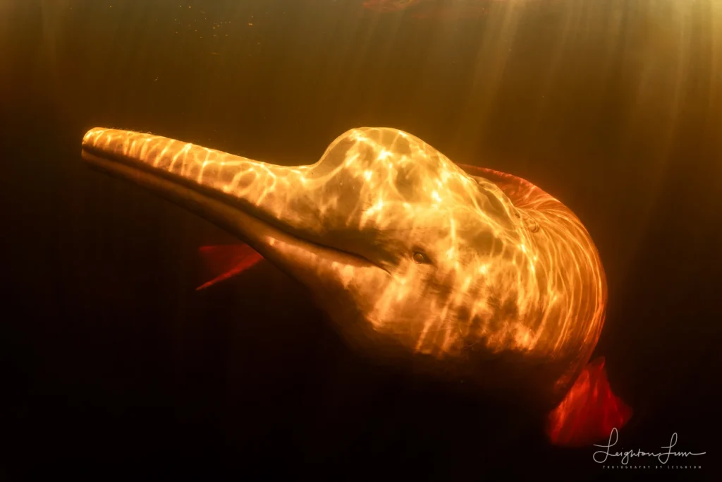 From a past Art of Seeing Pantanal photography adventure