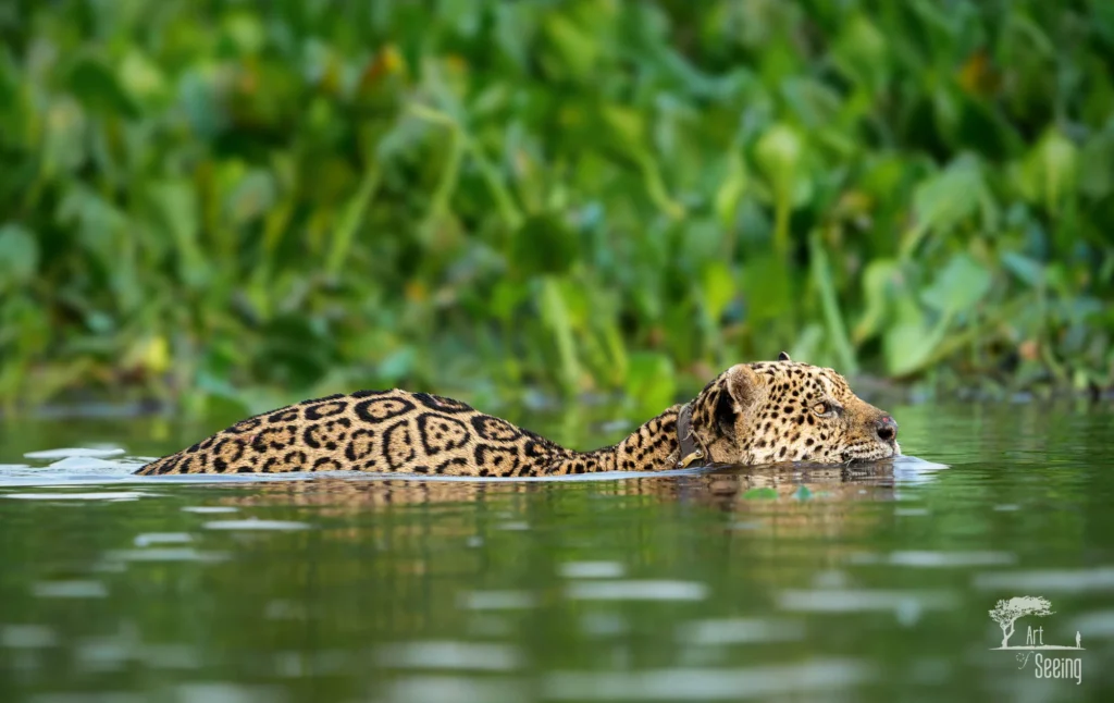 From a past Art of Seeing Pantanal photography adventure