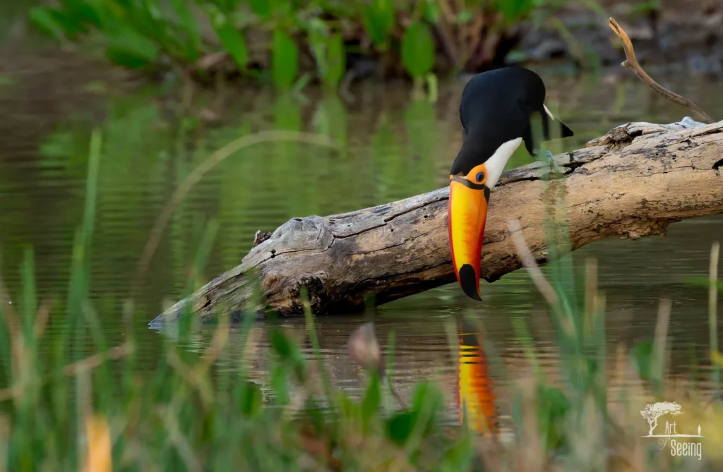 From a past Art of Seeing Pantanal photography adventure