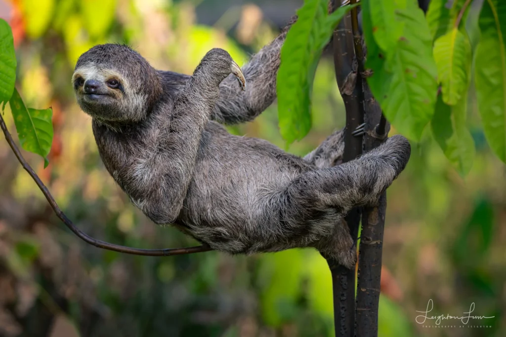 From a past Art of Seeing Pantanal photography adventure