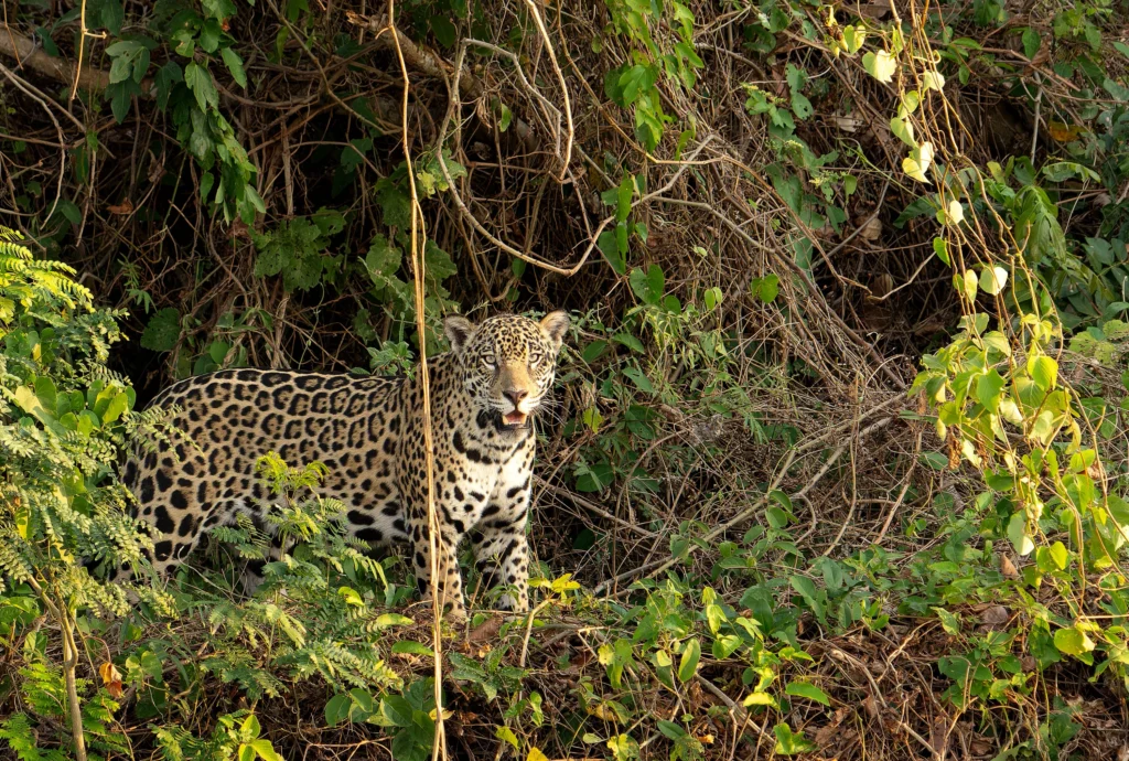 From a past Art of Seeing Pantanal photography adventure