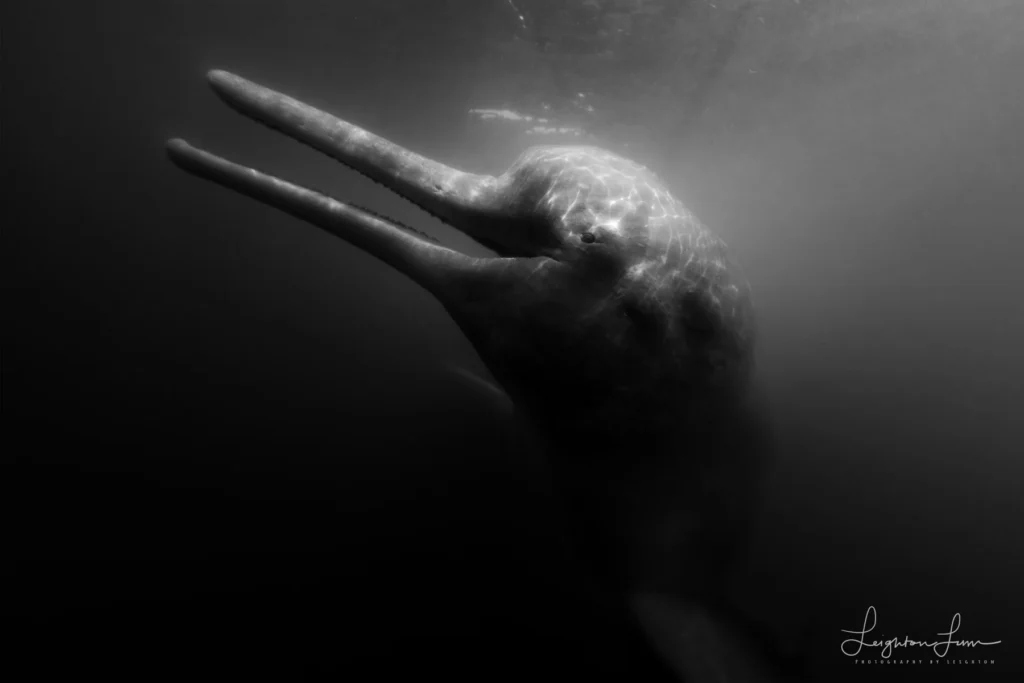 From a past Art of Seeing Pantanal photography adventure